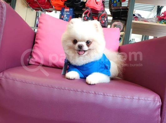 2 Yaşında Erkek Eğitimli Pomeranian Beyaz