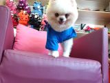 2 Yaşında Erkek Eğitimli Pomeranian Beyaz