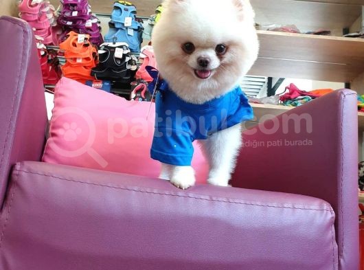 2 Yaşında Erkek Eğitimli Pomeranian Beyaz görsel