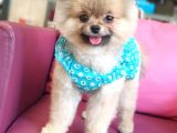 Şecereli Üst Kalite Dişi Pomeranian