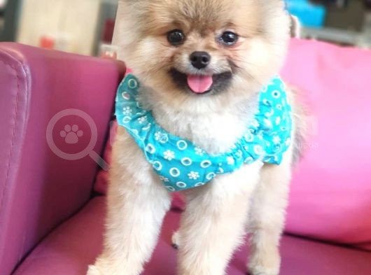 Şecereli Üst Kalite Dişi Pomeranian