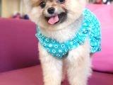 Şecereli Üst Kalite Dişi Pomeranian