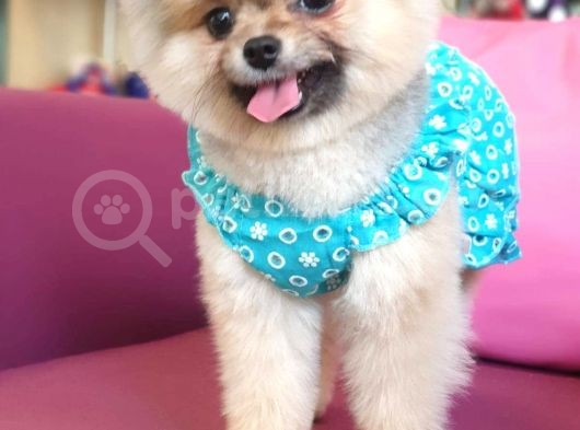 Şecereli Üst Kalite Dişi Pomeranian görsel
