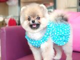Şecereli Üst Kalite Dişi Pomeranian