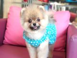 Şecereli Üst Kalite Dişi Pomeranian
