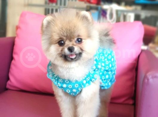 Şecereli Üst Kalite Dişi Pomeranian görsel