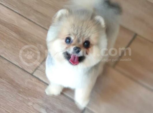 Şecereli Üst Kalite Dişi Pomeranian görsel