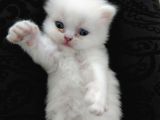 Safkan Chinchilla Beyaz Renk