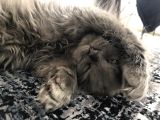 Scottish Fold Longhair Blue 4 Aylık Dişi Sıfır Kulak