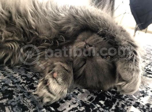 Scottish Fold Longhair Blue 4 Aylık Dişi Sıfır Kulak görsel