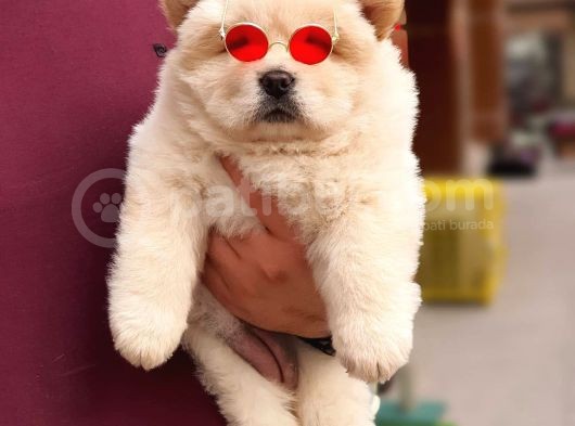 Üst Kalite Chow Chow Yavrularımız görsel
