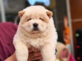 Üst Kalite Chow Chow Yavrularımız