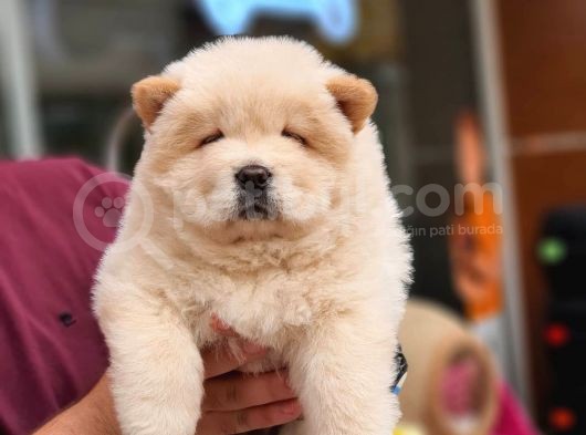 Üst Kalite Chow Chow Yavrularımız görsel