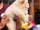 Üst Kalite Chow Chow Yavrularımız