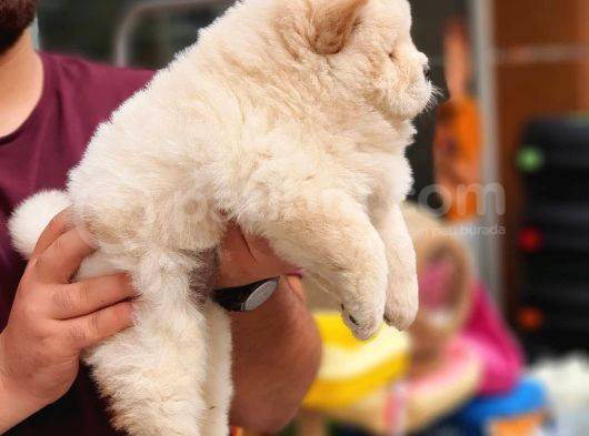 Üst Kalite Chow Chow Yavrularımız