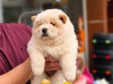 Üst Kalite Chow Chow Yavrularımız