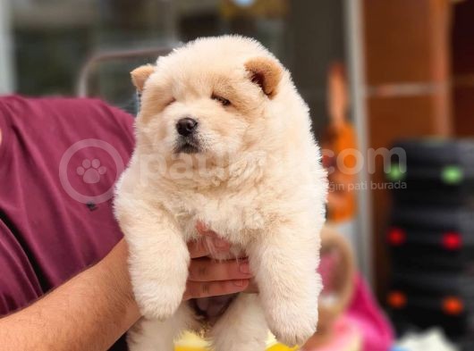 Üst Kalite Chow Chow Yavrularımız görsel