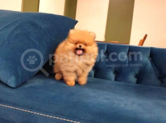 2.5 Aylık Erkek Pomeranian görsel