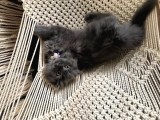 Scottish Fold Longhair Blue 4 Aylık Dişi Sıfır Kulak