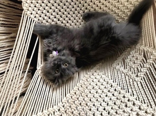 Scottish Fold Longhair Blue 4 Aylık Dişi Sıfır Kulak