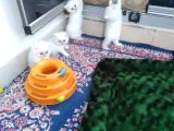 Safkan Chinchilla Beyaz Renk