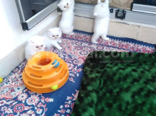 Safkan Chinchilla Beyaz Renk görsel