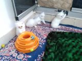 Safkan Chinchilla Beyaz Renk