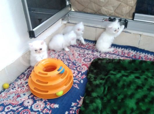 Safkan Chinchilla Beyaz Renk görsel