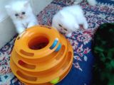 Safkan Chinchilla Beyaz Renk