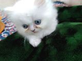 Safkan Chinchilla Beyaz Renk