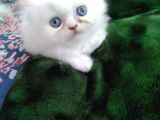 Safkan Chinchilla Beyaz Renk