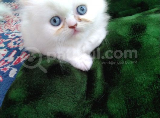 Safkan Chinchilla Beyaz Renk