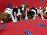 Orijinal Kısabacak Jack Russell Yavrular