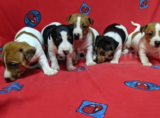 Orijinal Kısabacak Jack Russell Yavrular görsel