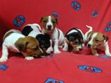 Orijinal Kısabacak Jack Russell Yavrular
