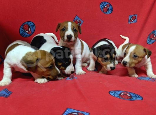 Orijinal Kısabacak Jack Russell Yavrular
