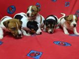 Orijinal Kısabacak Jack Russell Yavrular