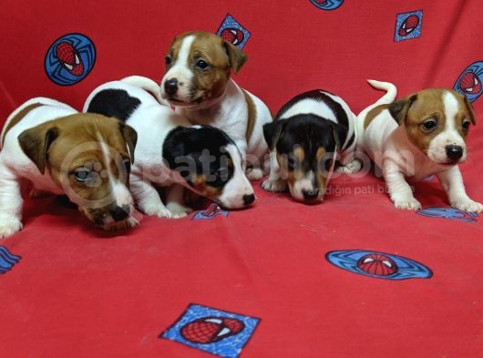 Orijinal Kısabacak Jack Russell Yavrular görsel