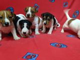 Orijinal Kısabacak Jack Russell Yavrular
