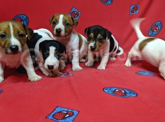 Orijinal Kısabacak Jack Russell Yavrular görsel