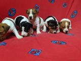 Orijinal Kısabacak Jack Russell Yavrular