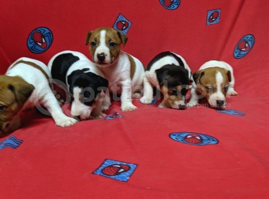 Orijinal Kısabacak Jack Russell Yavrular görsel