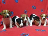 Orijinal Kısabacak Jack Russell Yavrular