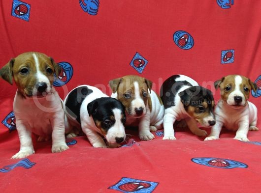 Orijinal Kısabacak Jack Russell Yavrular görsel