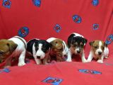 Orijinal Kısabacak Jack Russell Yavrular