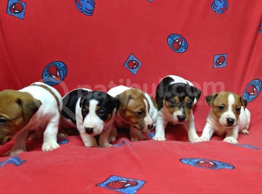 Orijinal Kısabacak Jack Russell Yavrular görsel