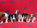 Orijinal Kısabacak Jack Russell Yavrular