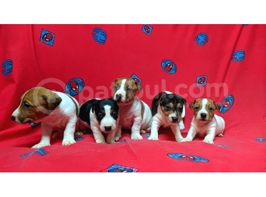 Orijinal Kısabacak Jack Russell Yavrular görsel