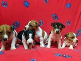 Orijinal Kısabacak Jack Russell Yavrular