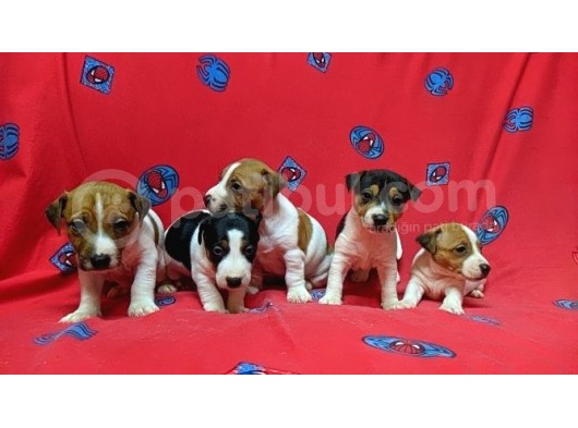 Orijinal Kısabacak Jack Russell Yavrular görsel